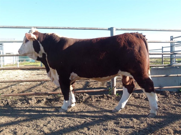 Sale of the first "L" drop bulls this week Rayleigh Lancelot L60