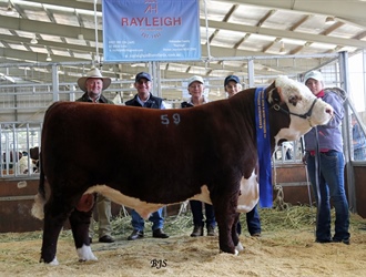 Rayleigh Langden L57. 1st in Class Hereford Australia National Show and Sale 2017