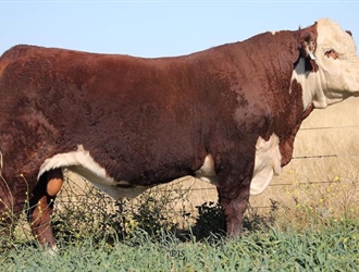 Rayleigh Poll Hereford sale boasts $12,000 top price
