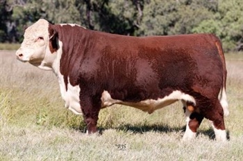 Lot 2 AHCU018 Rayleigh 2025
