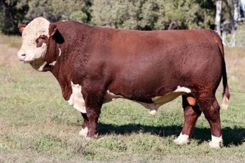 Lot 4 AHCU087 Rayleigh 2025