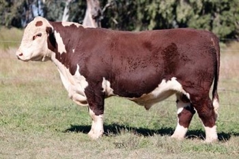 Lot 5 AHCU120 Rayleigh 2025