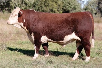 Lot 7 AHCU076 Rayleigh 2025