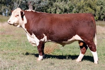 Lot 8 AHCU079 Rayleigh 2025