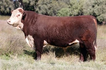 Lot 9 AHCU015 Rayleigh 2025