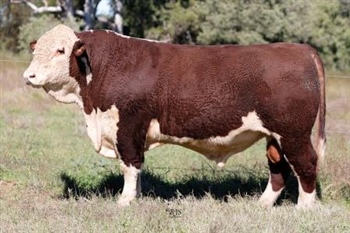 Lot 10 AHCU116 Rayleigh 2025