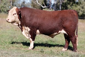 Lot 11 AHCU052 Rayleigh 2025