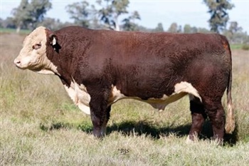 Lot 12 AHCU023 Rayleigh 2025