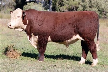 Lot 15 AHCU132 Rayleigh 2025