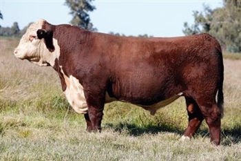 Lot 16 AHCU075 Rayleigh 2025