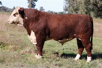 Lot 18 AHCU010 Rayleigh 2025