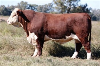 Lot 19 AHCU083 Rayleigh 2025