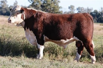Lot 20 AHCU062 Rayleigh 2025