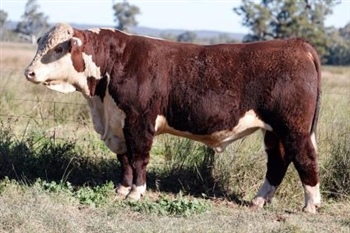 Lot 21 AHCU096 Rayleigh 2025