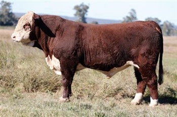 Lot 22 AHCU024 Rayleigh 2025