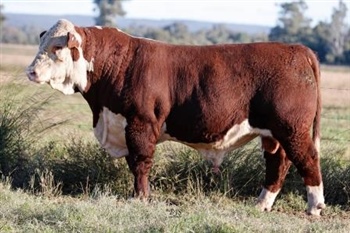 Lot 25 AHCU112 Rayleigh 2025