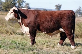 Lot 26 AHCU137 Rayleigh 2025
