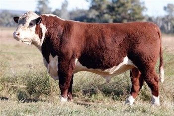 Lot 27 AHCU077 Rayleigh 2025