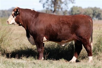 Lot 28 AHCU081 Rayleigh 2025
