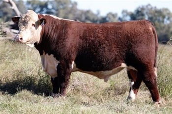 Lot 29 AHCU105 Rayleigh 2025