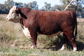 Lot 31 AHCU048 Rayleigh 2025