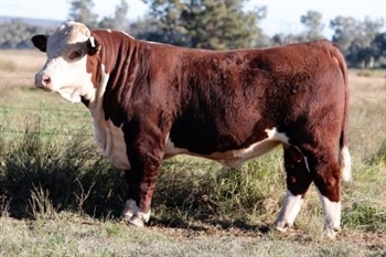 Lot 32 AHCU097 Rayleigh 2025