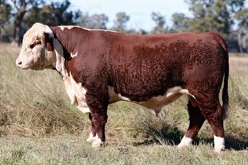 Lot 34 AHCU131 Rayleigh 2025