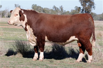 Lot 13 