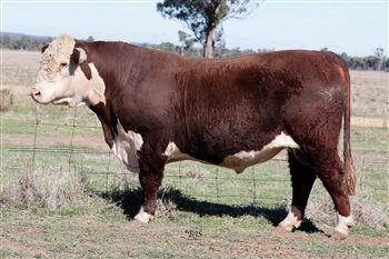 Lot 14 