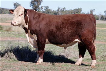 Lot 15 