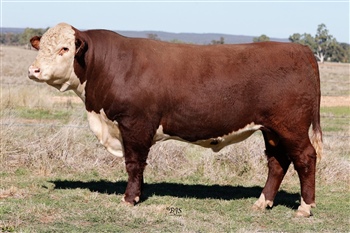 Lot 20 