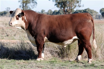 Lot 25