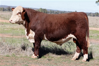 Lot 4