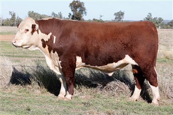Lot 6 