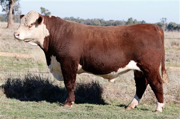 Lot 7