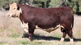 Lot 7 AHCT062 Rayleigh 2024