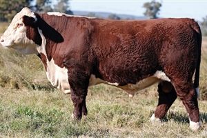  Lot 26 AHCU137 Rayleigh 2025