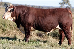 Lot 30 AHCU013 Rayleigh 2025